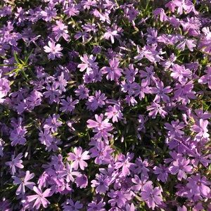 Meet your Posher, Susannah